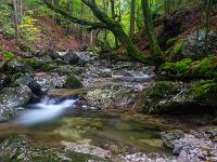 Alter Baum am Bachufer - Klausgraben